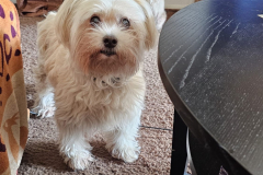 68d6e9ad-5dc8-4375-94bf-39c3ec6755c5